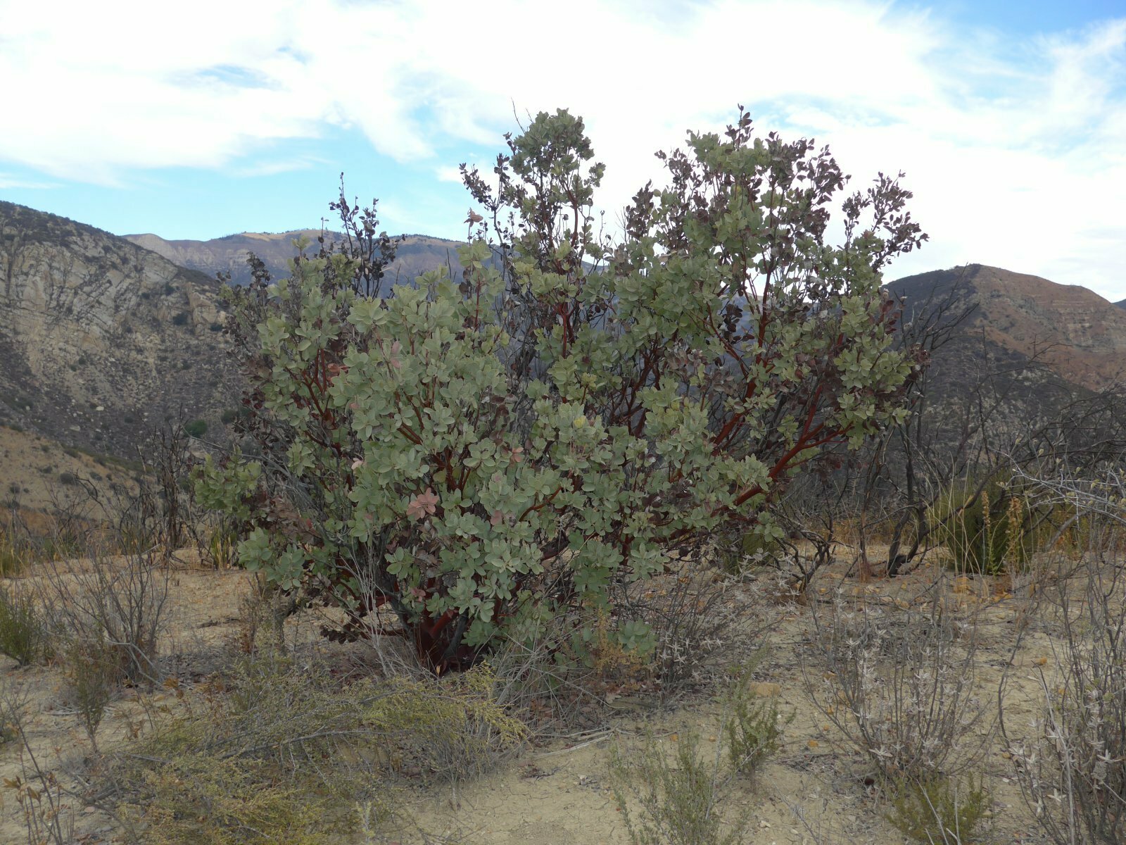 High Resolution Arctostaphylos glauca Fire recovery